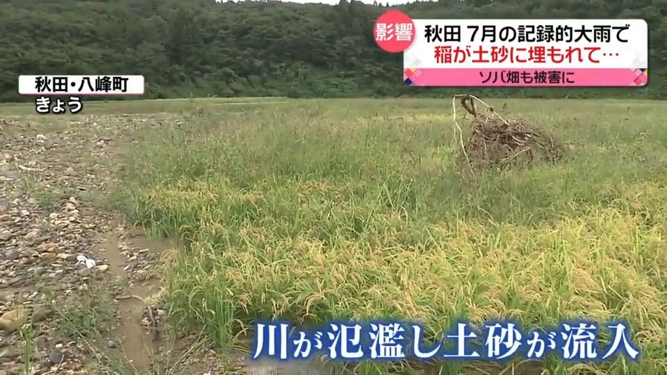 実りの秋なのに…土砂に埋もれた稲　7月の記録的大雨が影響　“被害の爪痕”色濃く　秋田