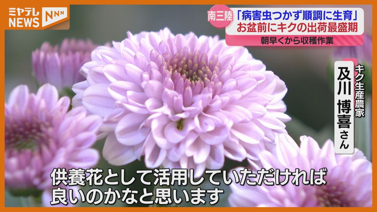 お盆に向けてキク出荷最盛期「順調に生育した」南三陸町から仙台や関東方面へ