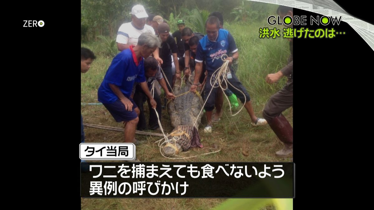 ワニ捕まえても食べないで…タイで呼びかけ