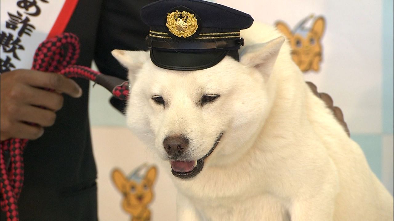 ソフトバンクＣＭの初代お父さん犬 天国へ｜日テレNEWS NNN