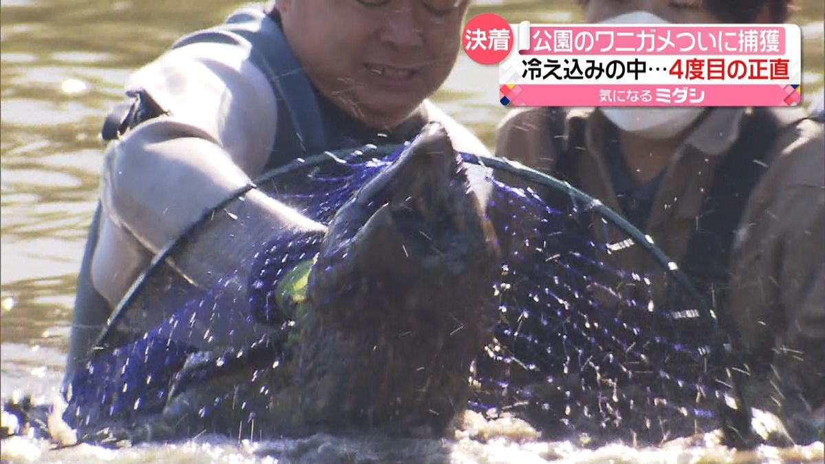 公園のワニガメついに捕獲　茨城・つくば市