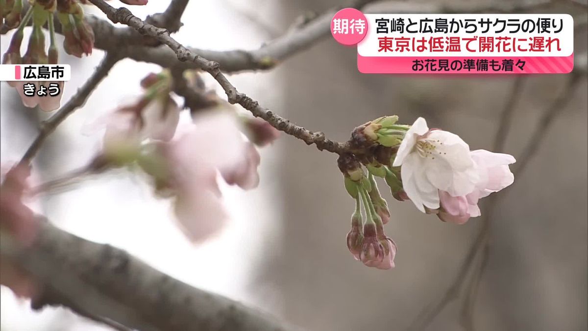 今年のお花見どうしますか？　宮崎と広島からサクラの便り　お花見の準備も着々