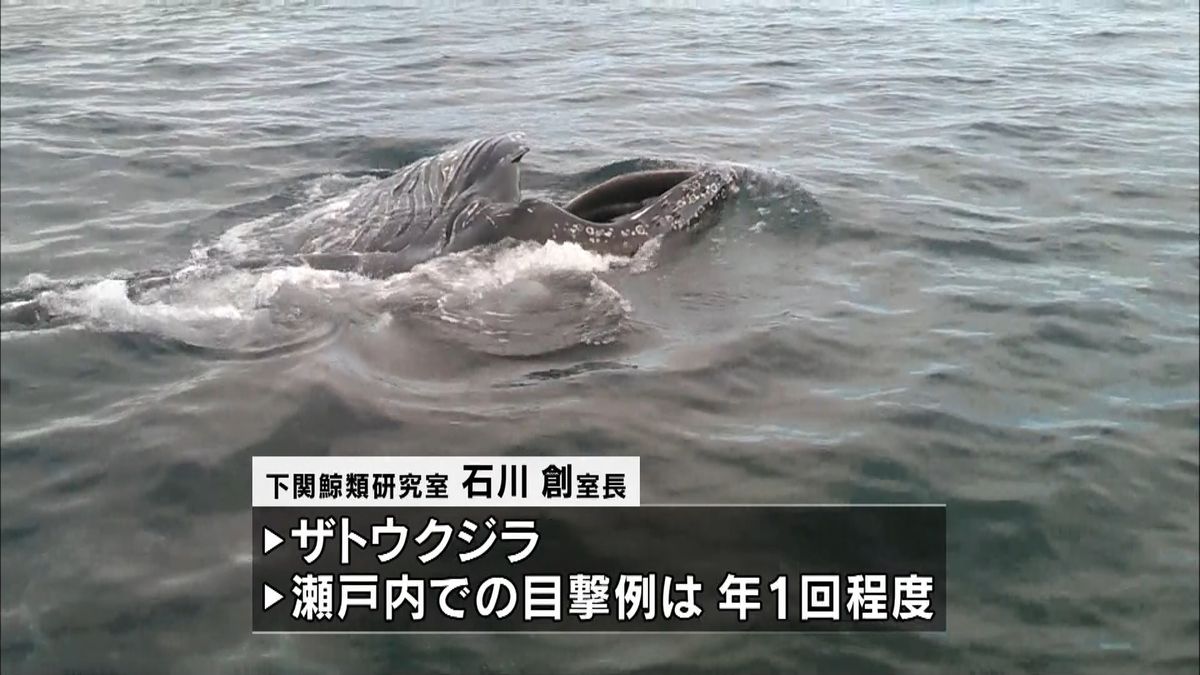 瀬戸内海にザトウクジラ　捕食シーンも
