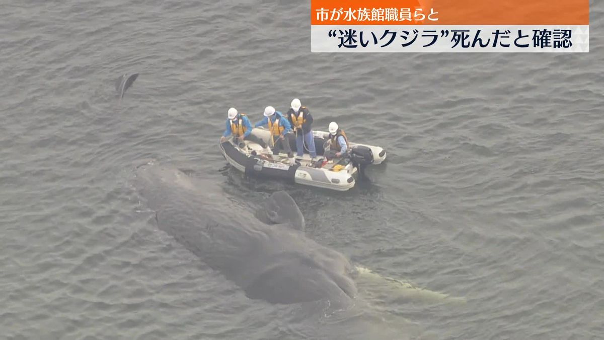 大阪湾・淀川河口“迷いクジラ”　市が死んだと確認…死骸の移動方法検討へ