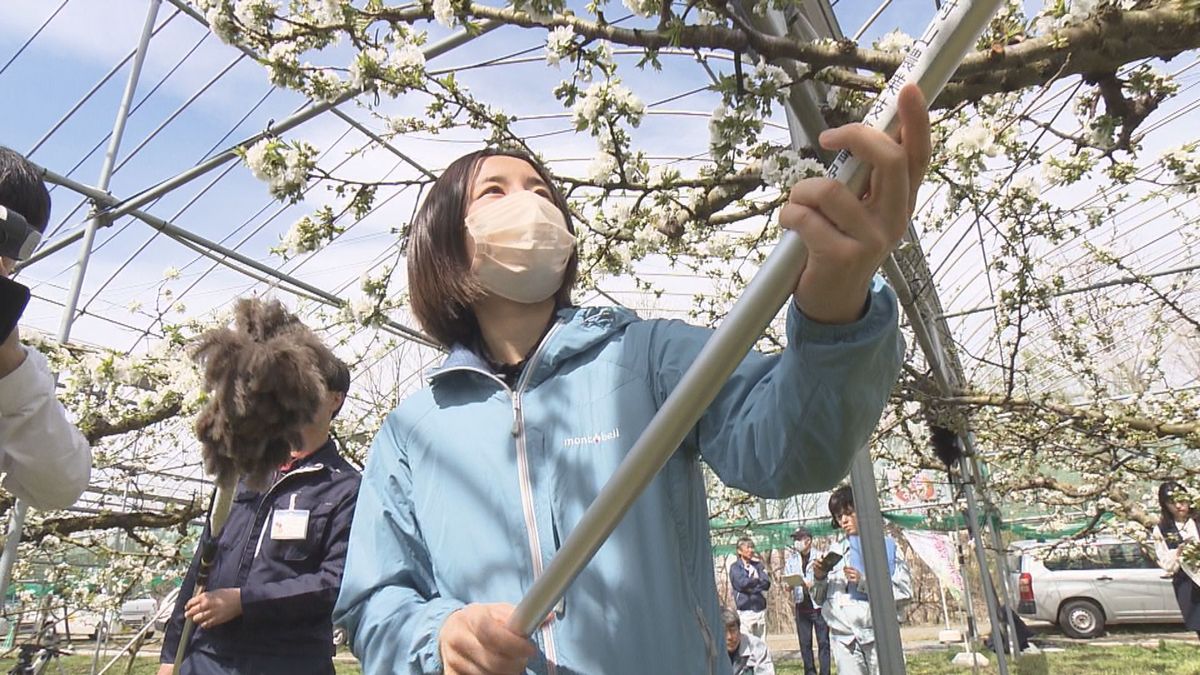 高温続く山形県内　サクランボの結実対策をキャラバンで呼びかけ　人工授粉を早めに