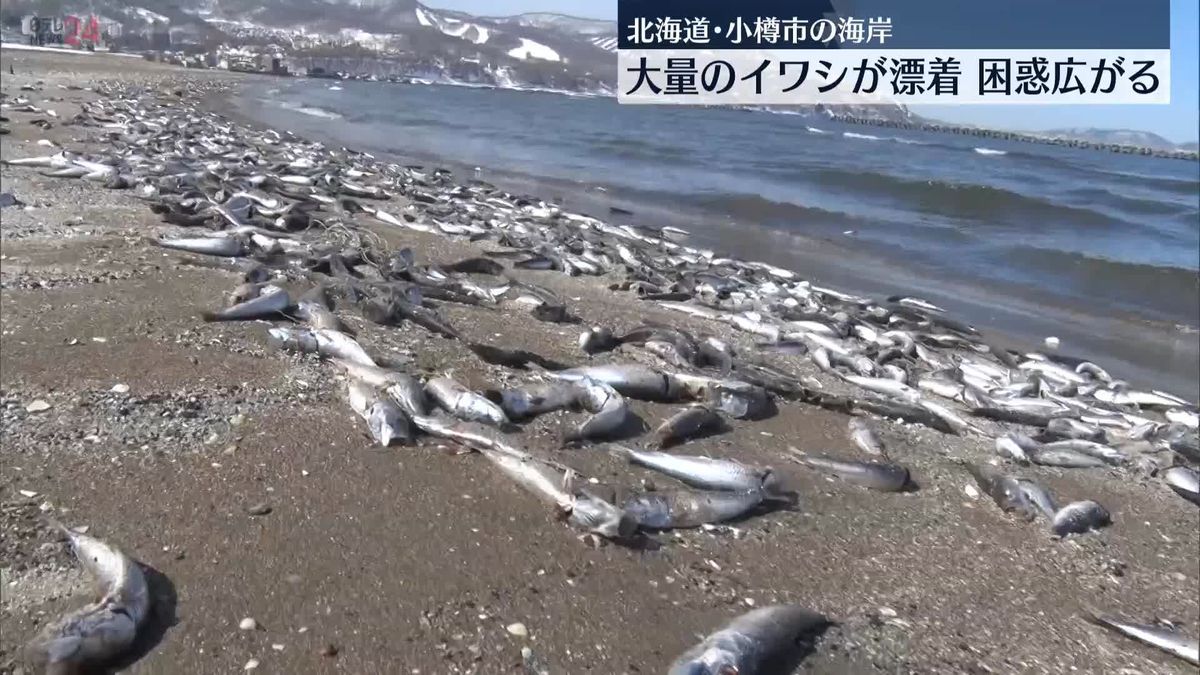海岸に大量のイワシが漂着、困惑広がる　北海道･小樽市