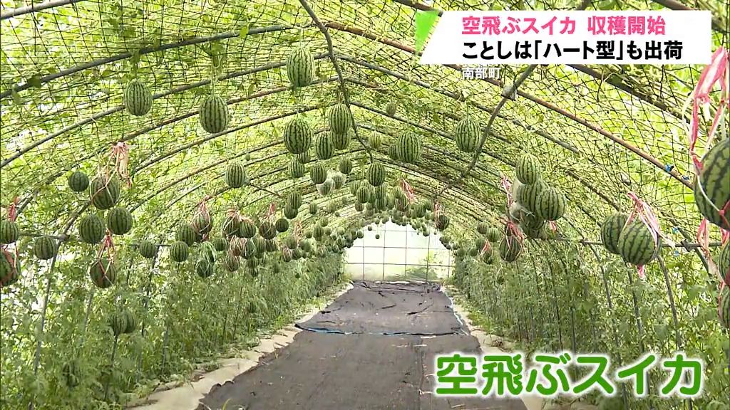 空飛ぶスイカ「南部華手毬」収穫はじまる　ハート形も仕上がる　南部町