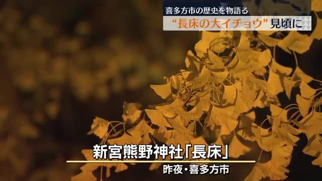 喜多方　樹齢800年以上の大イチョウが見頃・福島