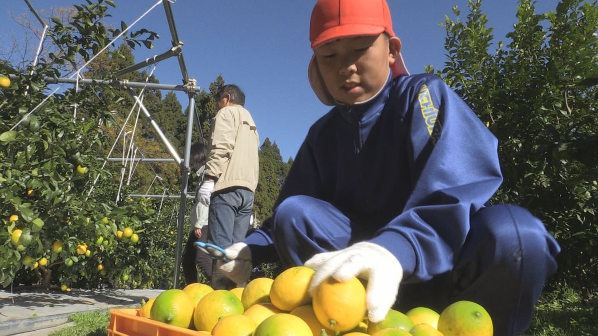 香り良し「うちうらレモン」 例年より2週間早く収穫始まる 高浜町内浦地区の特産