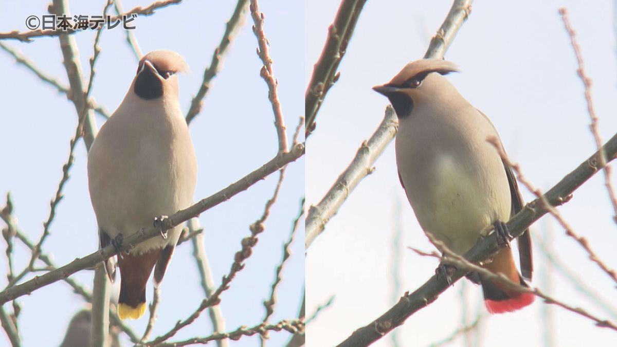 “春の足音”が聞こえる中…　キレンジャクとヒレンジャクが群れで飛び回る　鳥取県鳥取市