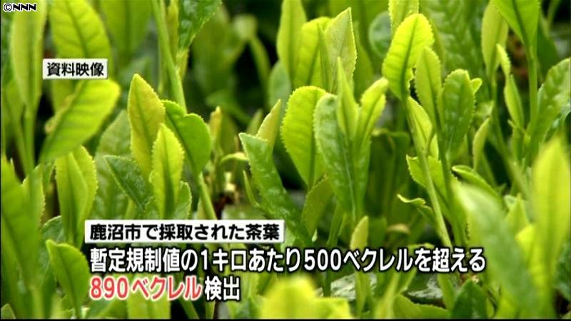 栃木県産の茶葉から規制値超えるセシウム