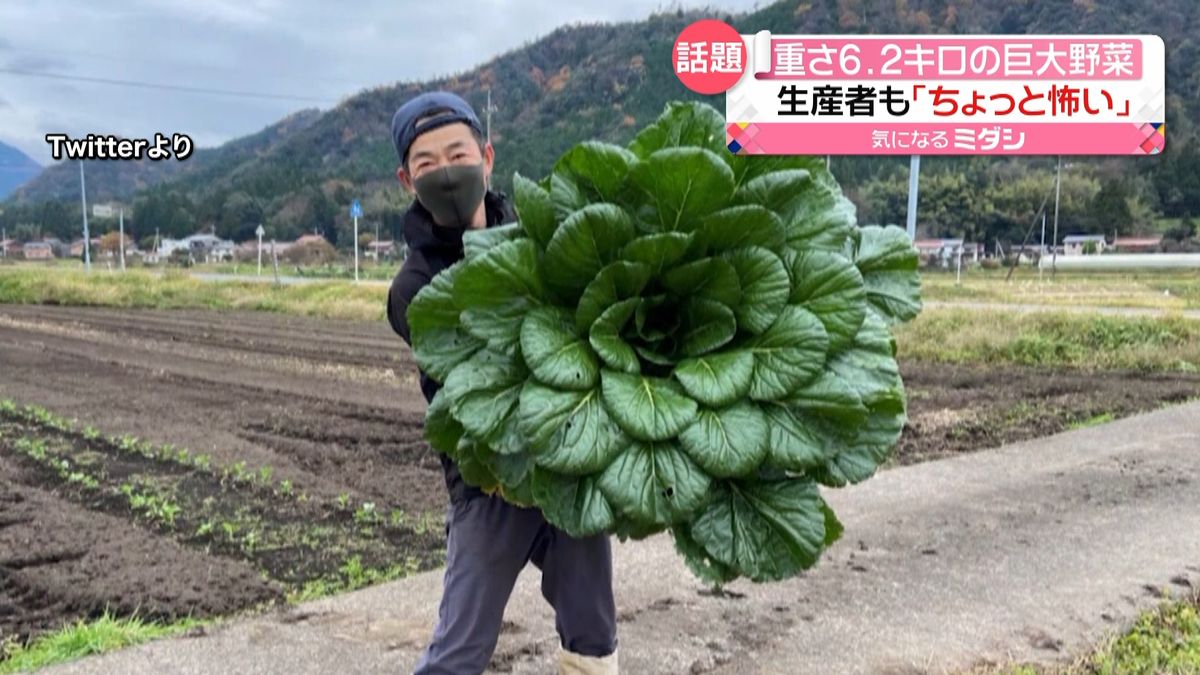 “恐怖”すら覚えるサイズ　この野菜は何？