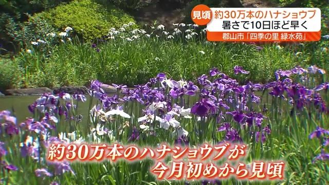 【郡山市の緑水苑　約30万本のハナショウブが見ごろに】６月下旬にはアジサイも満開に・福島県