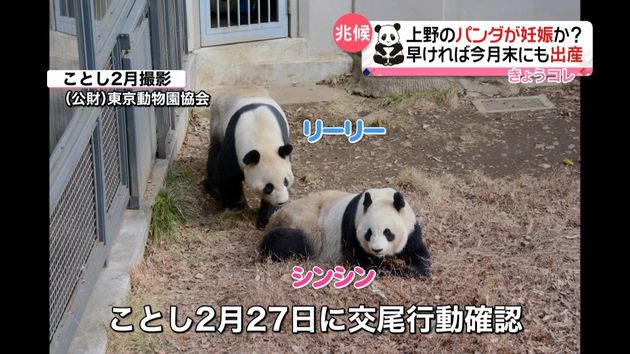 交尾 確認 上野パンダ シンシン妊娠か