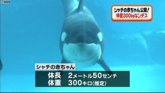 体重３００キロ シャチの赤ちゃん 名古屋