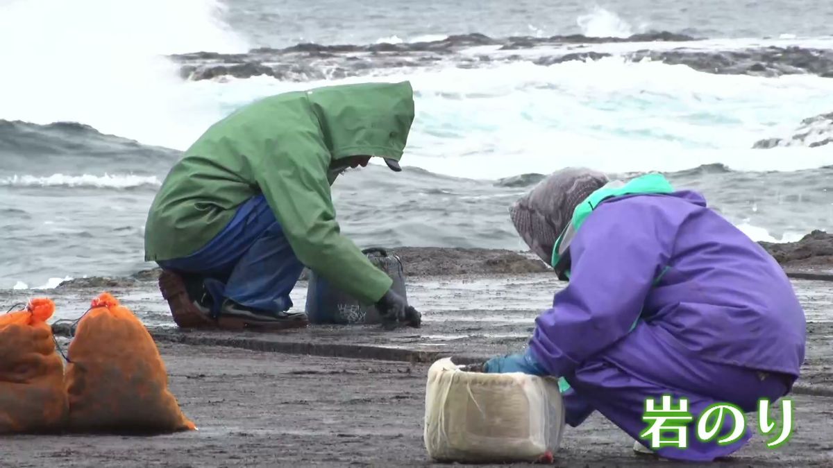 磯の風味たっぷり　冬の味覚“岩のり”　佐渡市の海岸で収穫作業はじまる　ことしは生育よし《新潟》