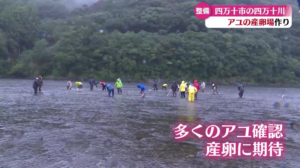 『アユは県民共有の財産』 四万十川で漁業関係者たちがアユの産卵場づくり【高知】