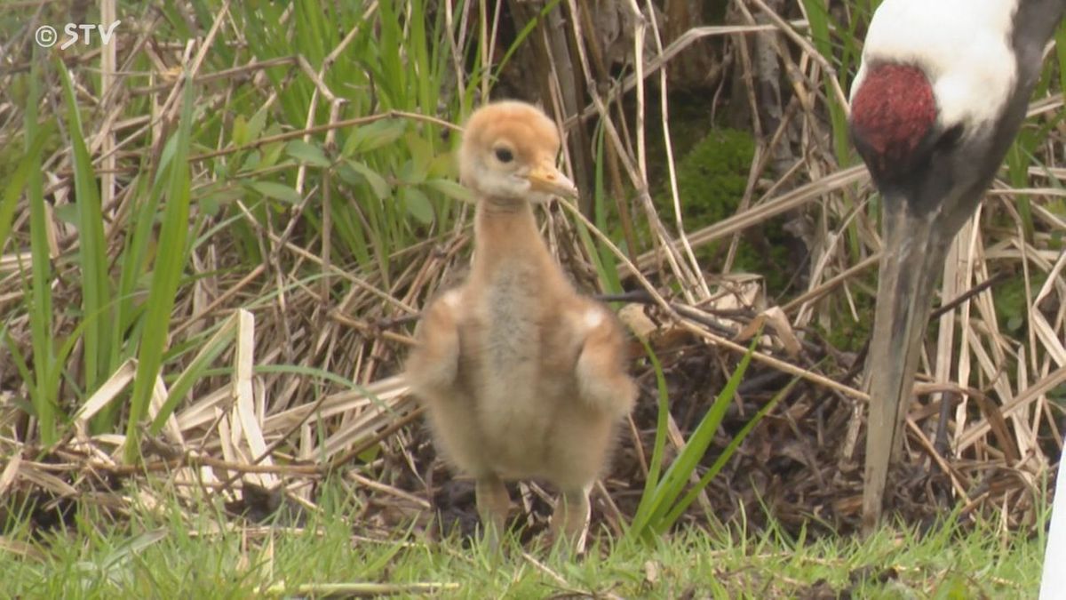 特別天然記念物のヒナ誕生に釧路市沸く　愛らしい姿はタンチョウのヒナ　かわいい姿を映像でも