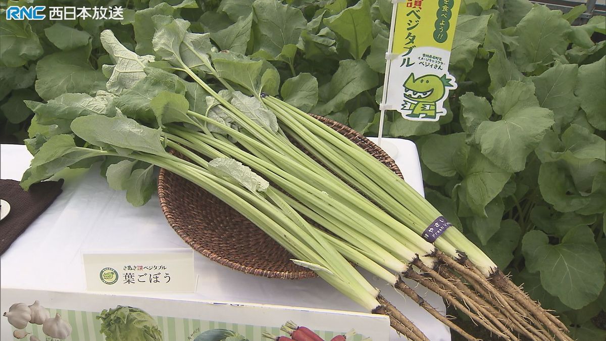 「春を呼ぶ野菜」葉ゴボウ　香川県内で収穫最盛期