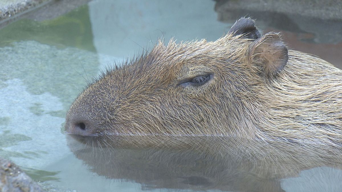 「カピバラの湯」オープン 親子で仲良く“いい湯だな” 土日祝限定で公開 山梨