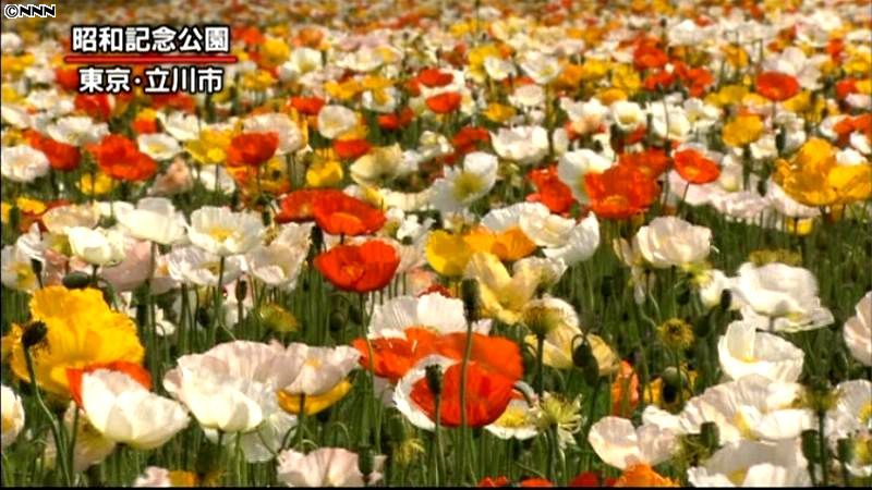 ポピーに桜…各地で花が見頃のＧＷ