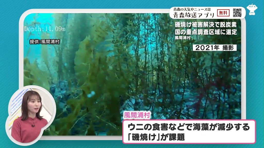 「磯焼け」解決で脱炭素に！環境省がブルーカーボンに関する重点調査を風間浦村で実施