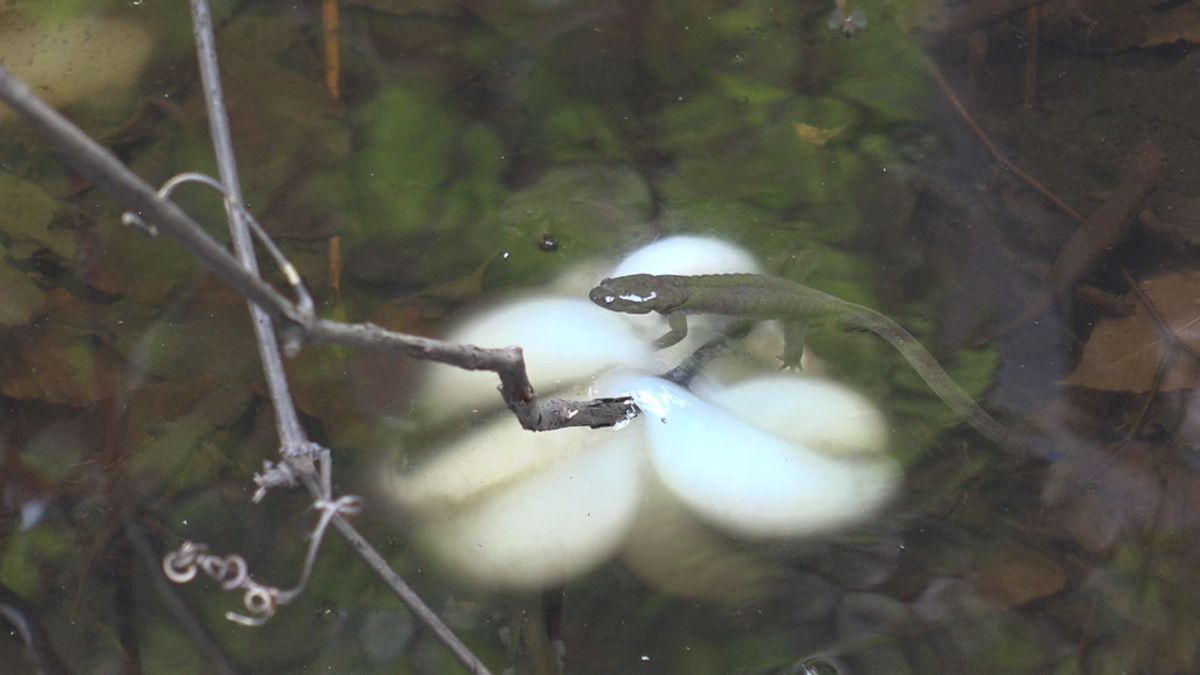 イモリが狙う卵　守るのはクロサンショウウオ　産卵直後の行動を西川町でカメラが捉える