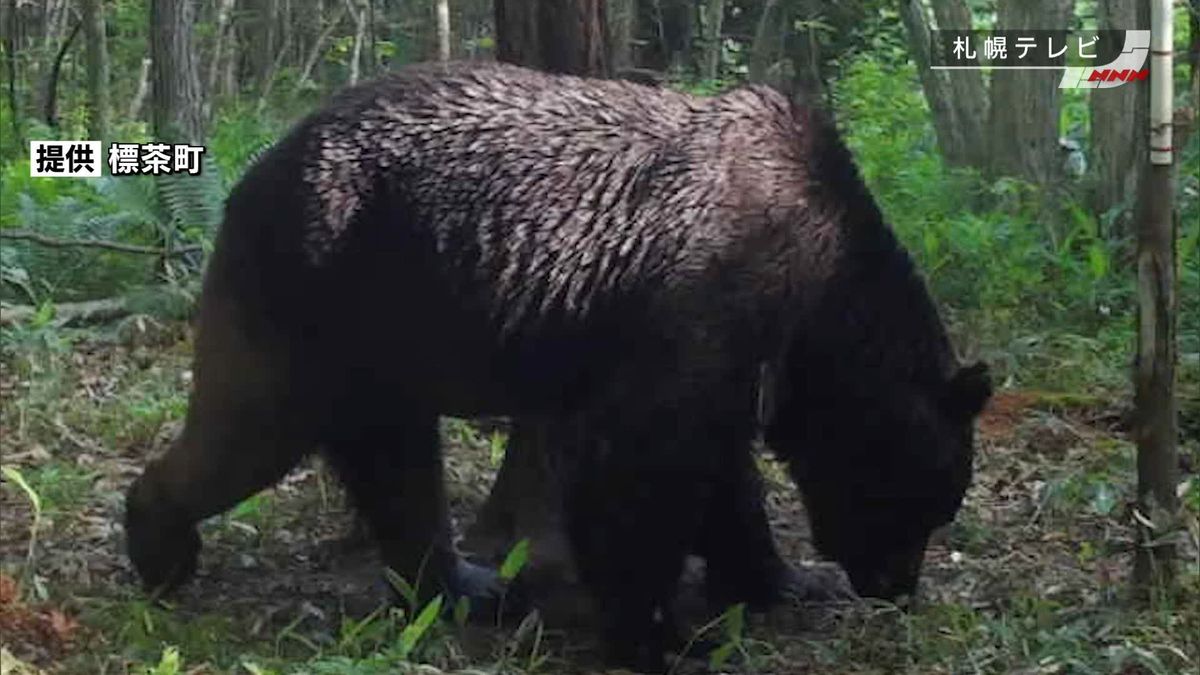 北海道・釧路町でクマ「OSO18」駆除　4年前から少なくとも牛66頭襲う