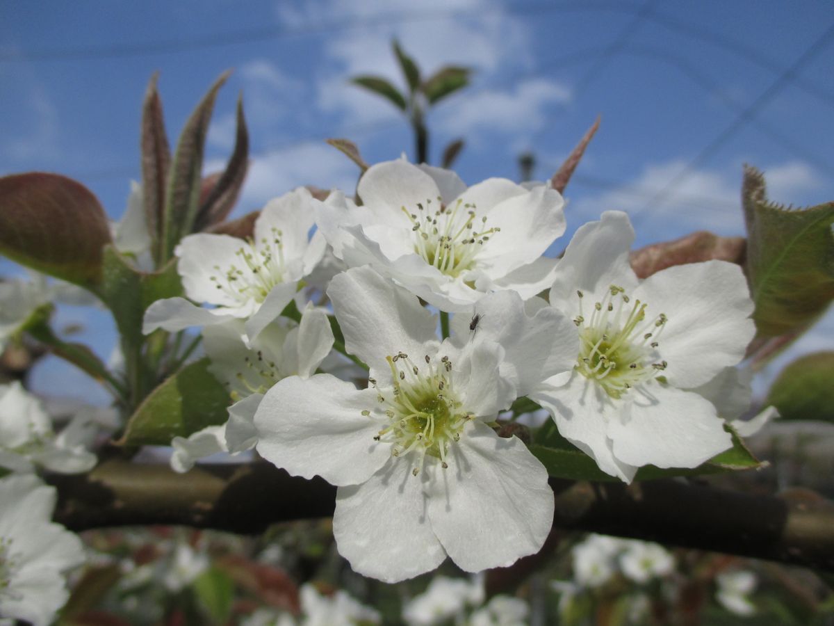 桜に似たこの花も早咲き！収穫はどうなる？