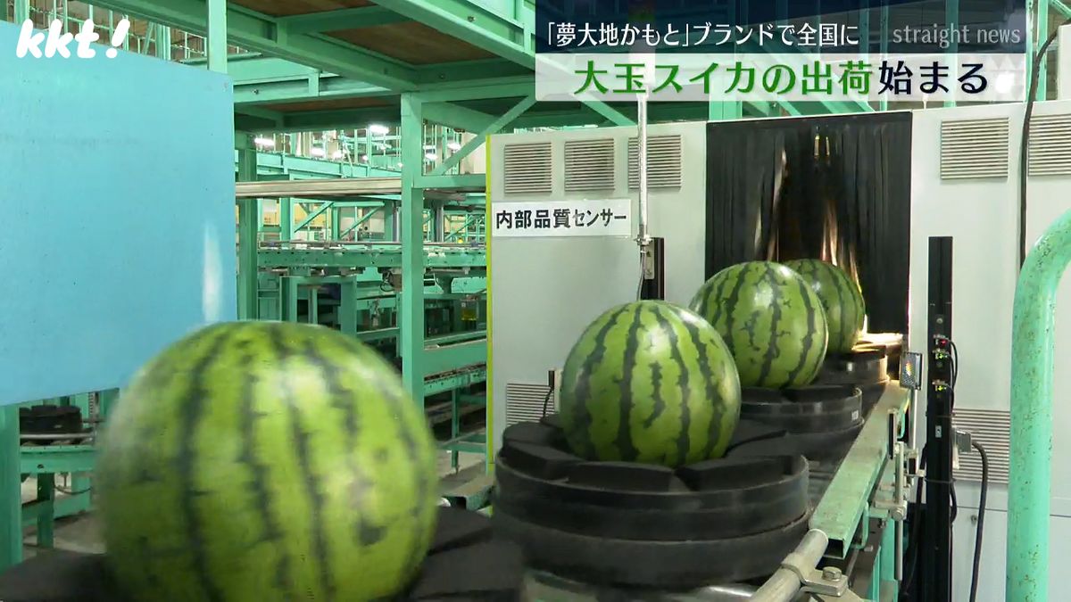 ｢今年も甘～い｣全国的なスイカの名産地･熊本市北区植木町で出荷始まる 