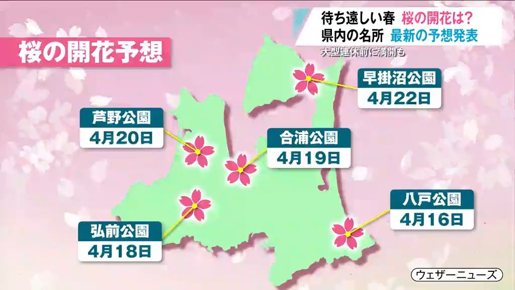 最新の“桜開花予想” 青森県内の名所はいつ？大型連休前に満開迎えるところも！？