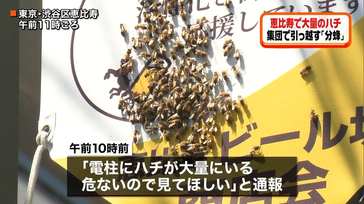 東京・恵比寿に大量のハチ　「分蜂」か