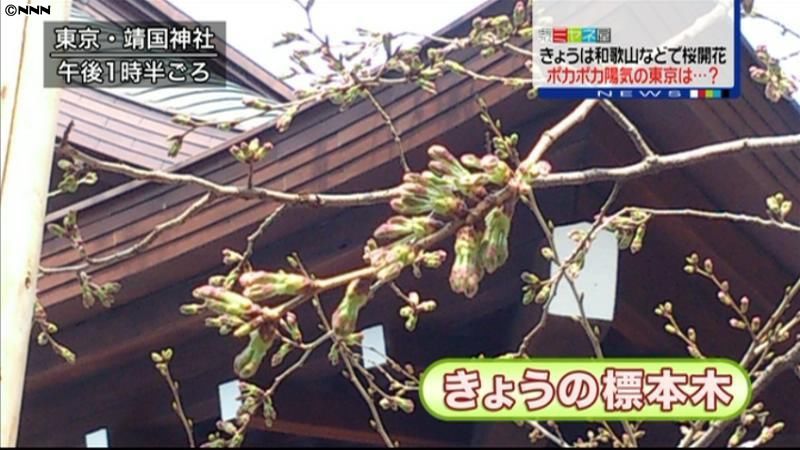 和歌山市、松山市、下関市でサクラが開花