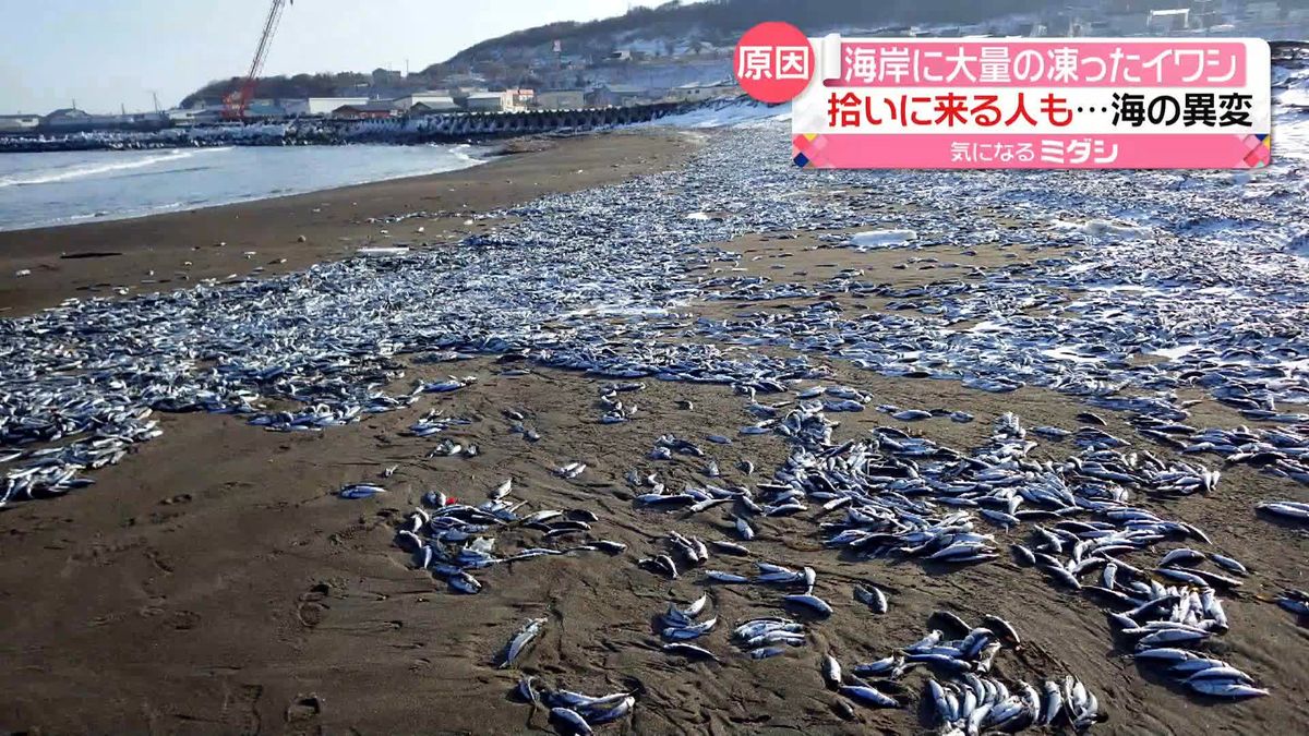 海岸に凍ったイワシが…相次ぐ大量のイワシ“漂着”　拾いに来る人も　専門家は…　北海道