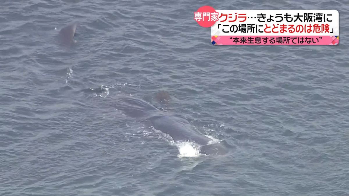 「衰弱して死ぬことも…」クジラの“よどちゃん”大阪湾にとどまるも…