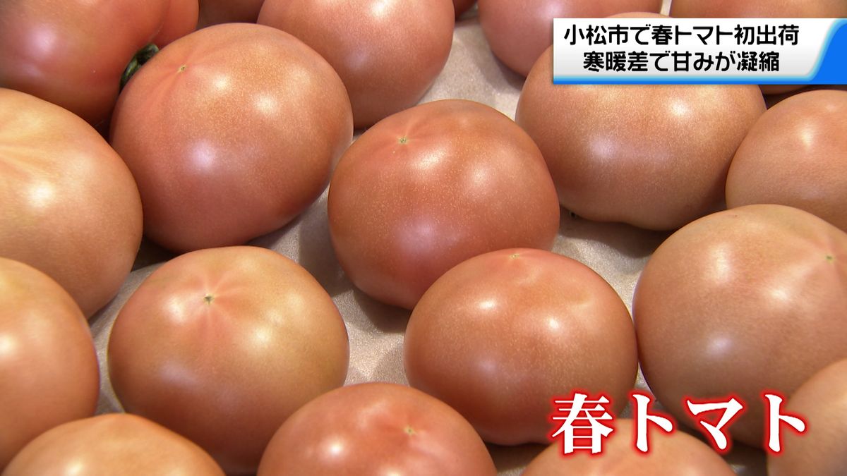 甘み凝縮！石川県最大の産地・小松市から”春トマト”初出荷