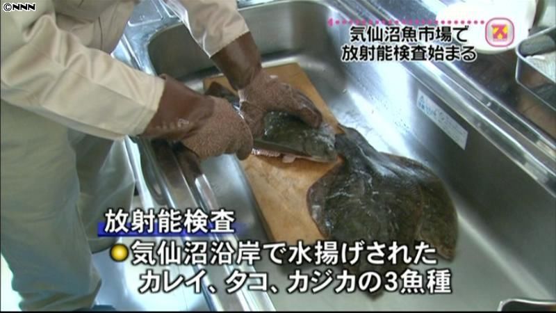 魚市場で水産物の放射能検査開始　気仙沼市