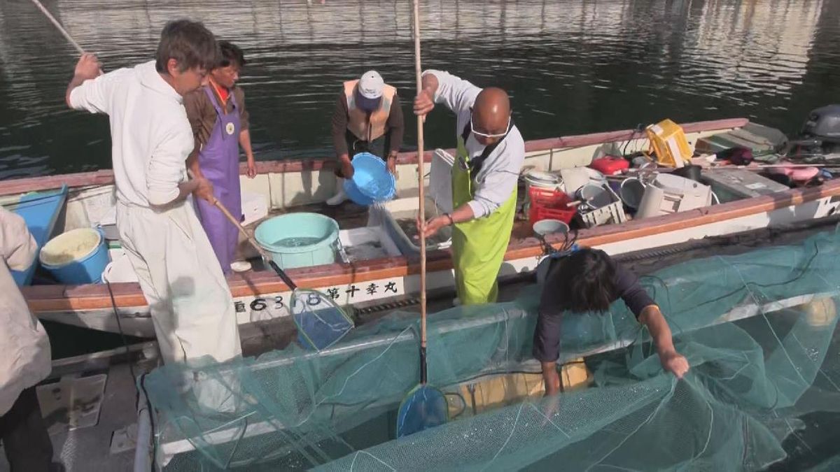 高級魚・カサゴの稚魚放流　3～4年後には漁獲サイズの約20センチに　三重・尾鷲市