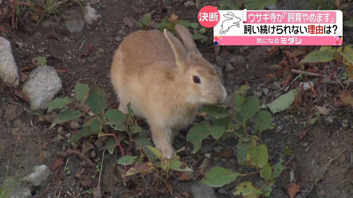 “ウサギ寺”飼育断念　繁殖力の強さ防げず