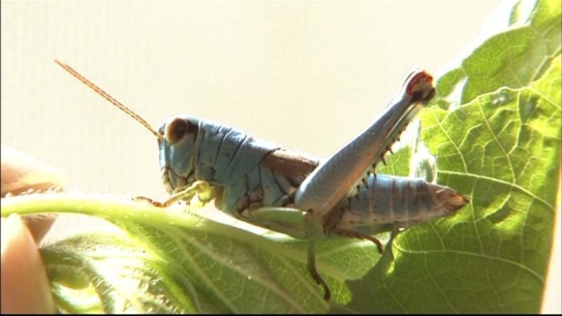 福岡・古賀市の畑で発見！幸せの青いバッタ