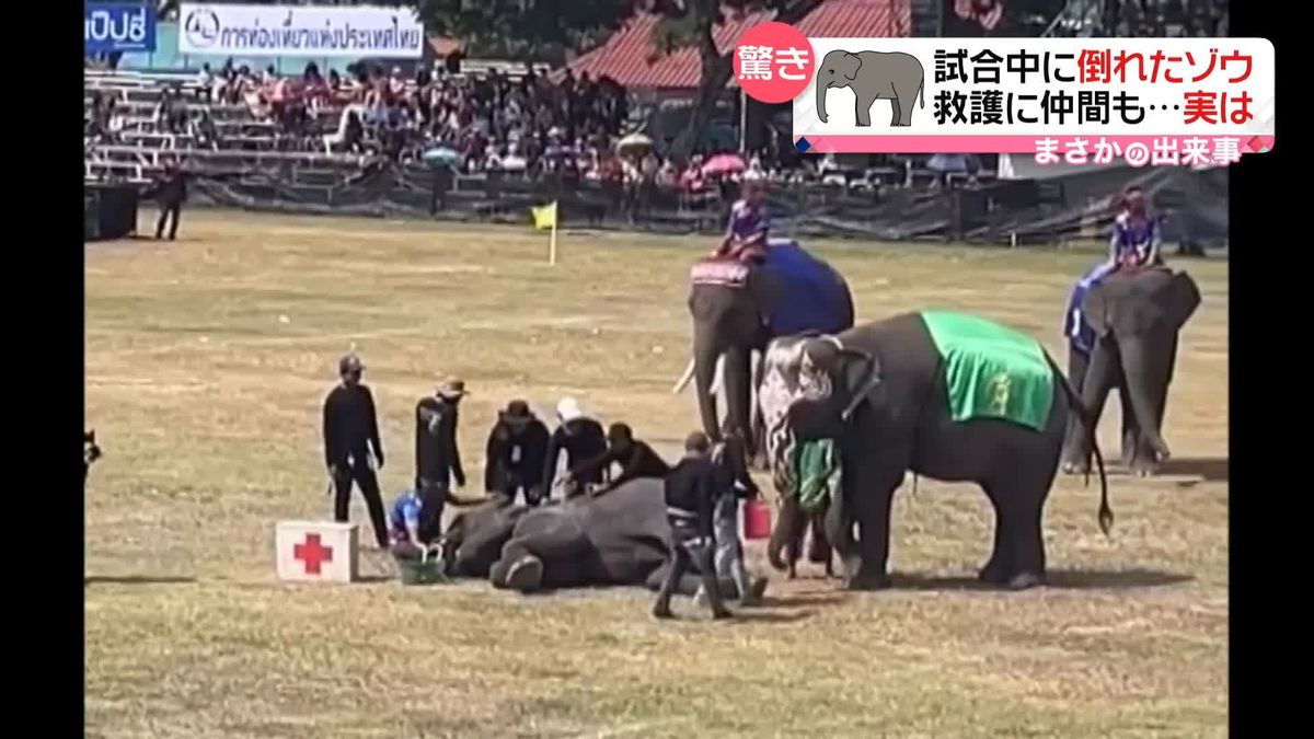 サッカー試合中に倒れたゾウ、救護に仲間も　実は･･･　タイ