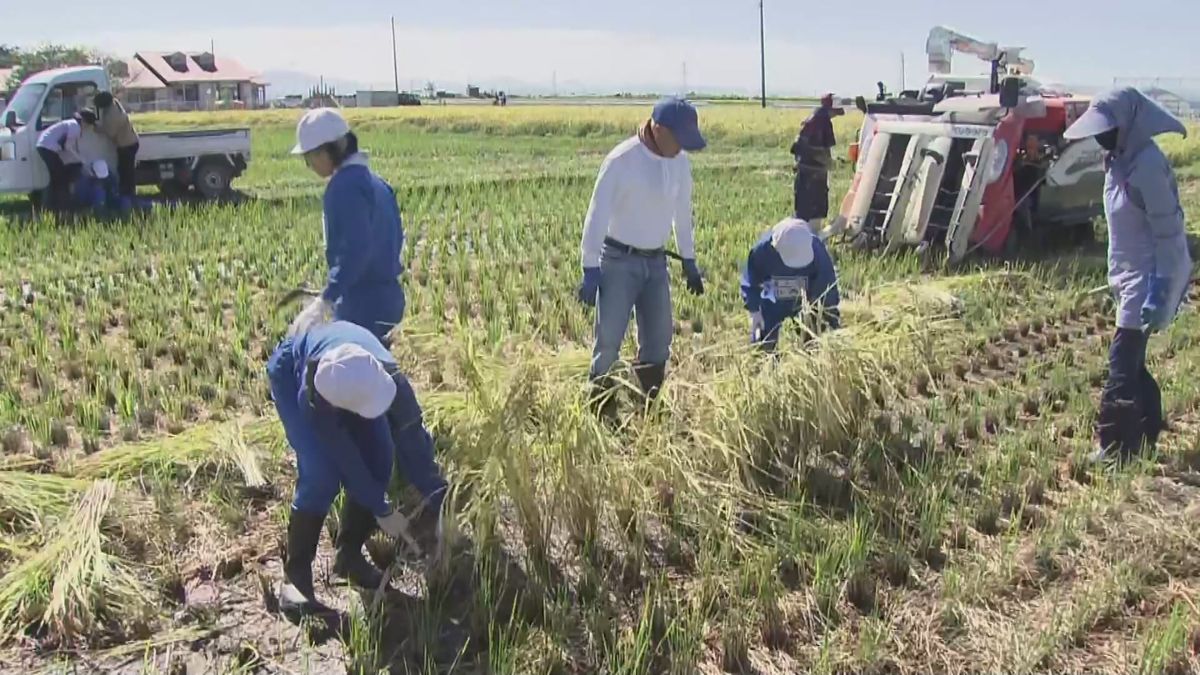 収穫の秋　新潟市の小学生が稲刈りに挑戦　総合学習の一環でコメ作りに挑戦 《新潟》