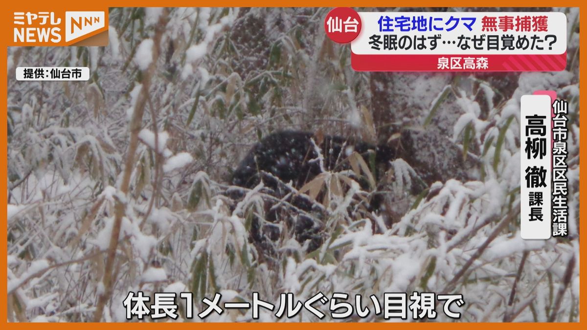 ＜冬眠中のはずなのになぜ？＞住宅地にツキノワグマ現る…近くには幼稚園　麻酔銃で捕獲（仙台市泉区）