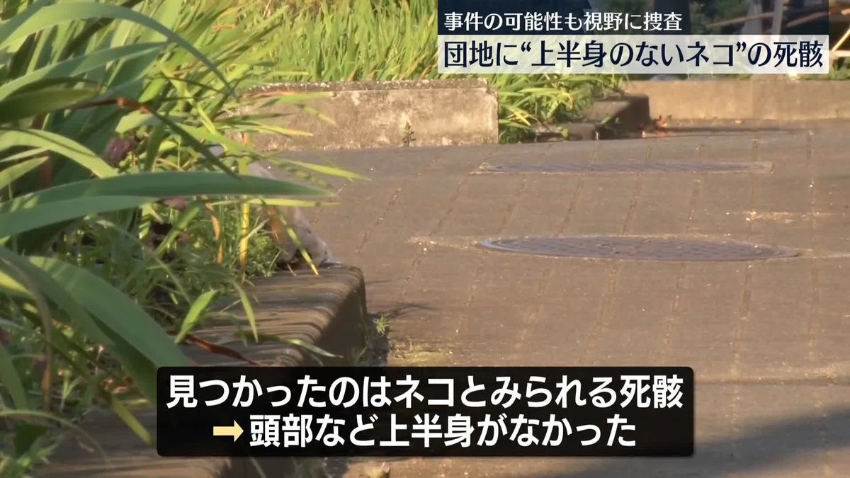 上半身ないネコとみられる動物の死骸見つかる　横浜市
