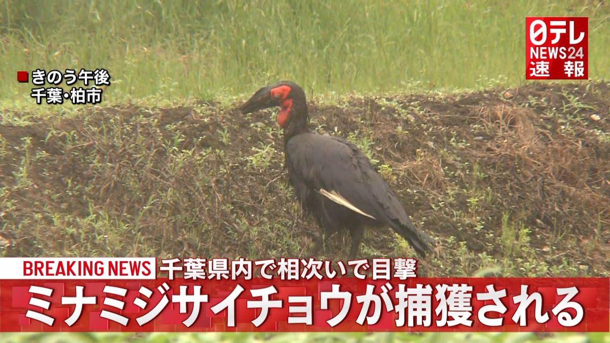 絶滅危惧種の“巨大鳥”千葉県内で捕獲