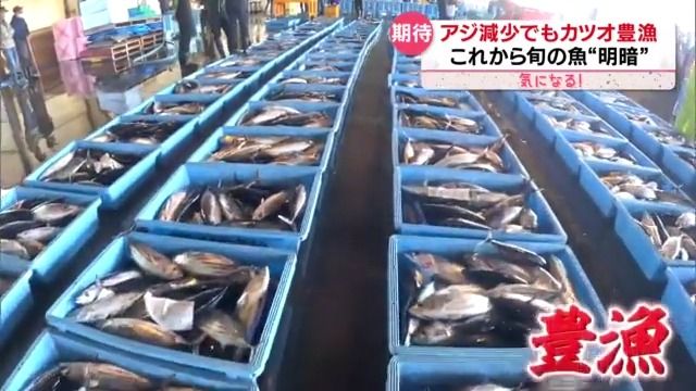 これから旬の魚に明暗　「アジ」水揚げ“4割減”…漁師町の食堂もピンチ　「カツオ」は？