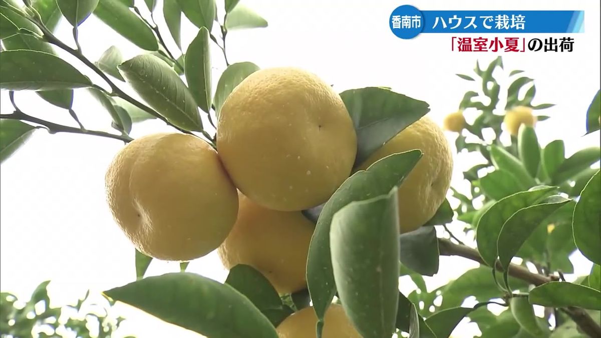 ハウスで栽培する温室小夏の出荷 香南市で始まる【高知】