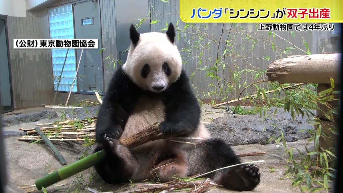 上野動物園のパンダ・シンシンが双子出産