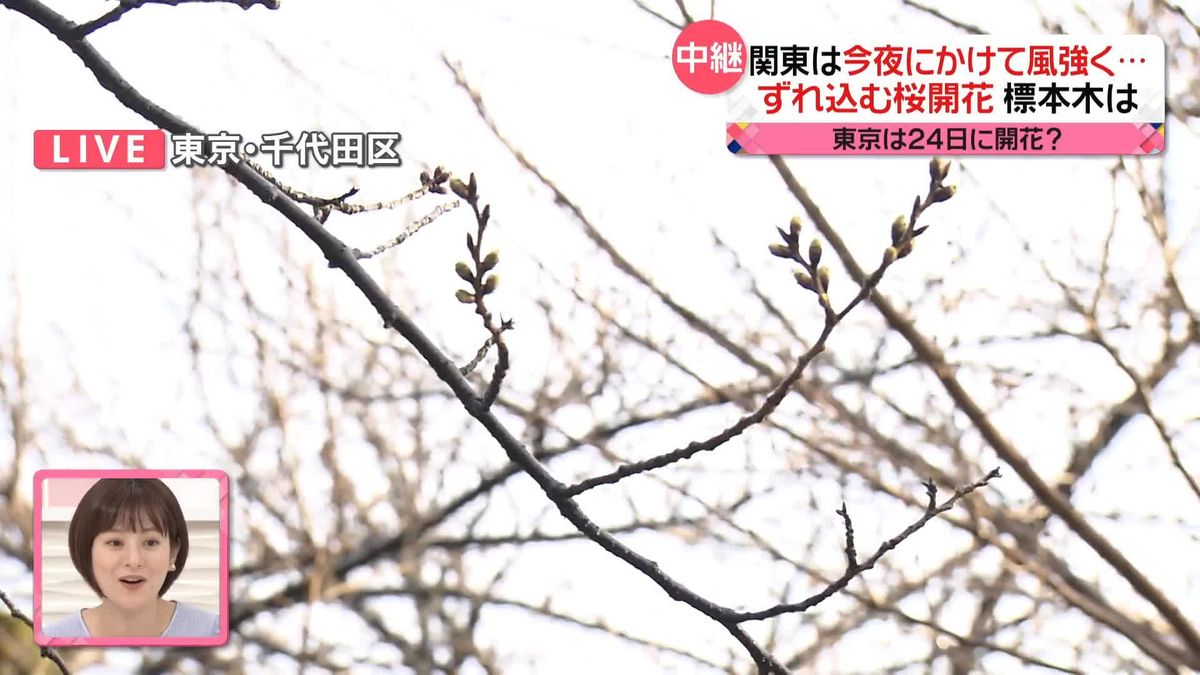 関東は20日夜にかけ風強まる予想　東京の桜・開花予想は24日　靖国神社「標本木」は…