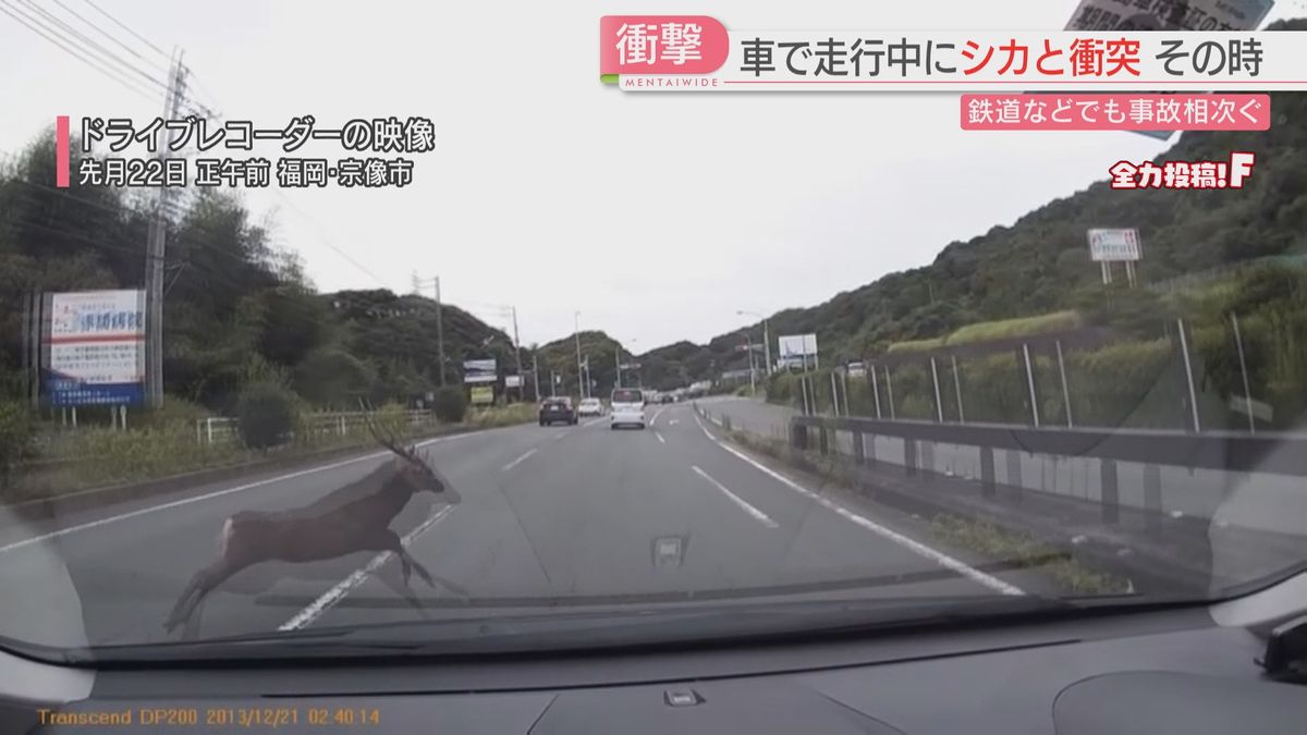 福岡県宗像市でシカが飛び出し車と衝突　JR九州の列車との衝突は1か月で97件に